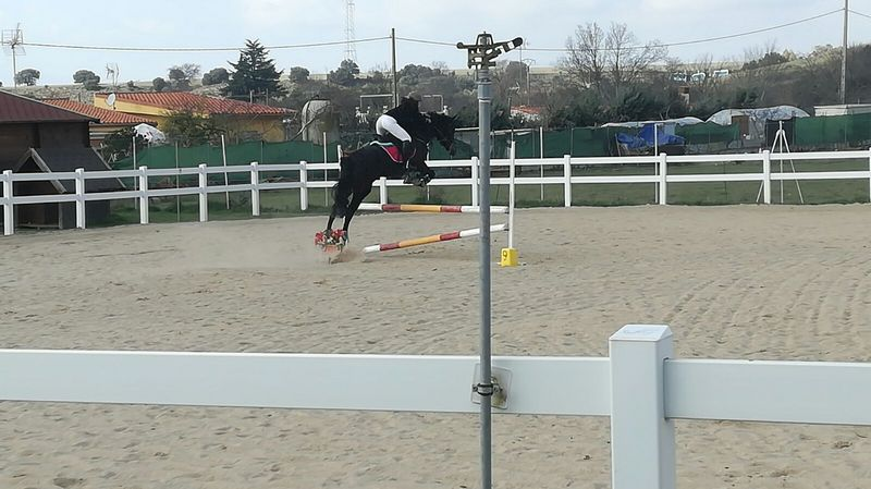 Venta yegua de salto de 8 años - Yeguas Mezcla