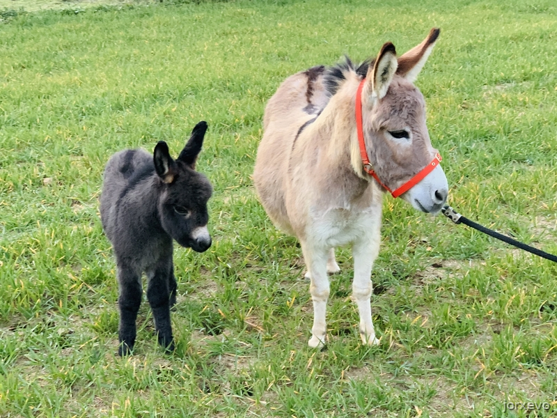 Burro miniatura Americano in 