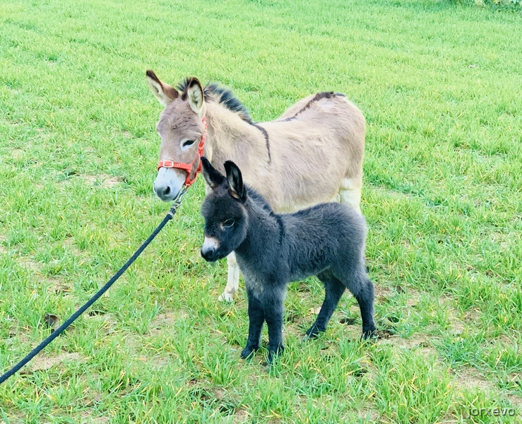 Burros Miniatura Americano - Burro miniatura Americano