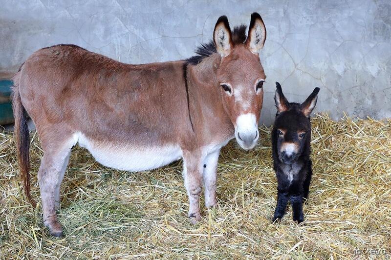 Burro miniatura Americano - Burros Miniatura Americano