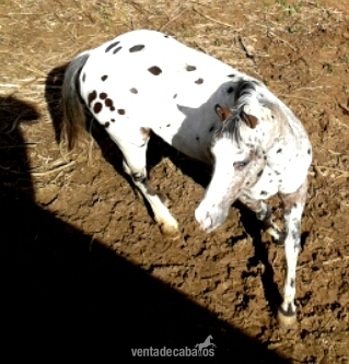 Semental Appaloosa ApHC  para cubriciones, tambien en venta. in 