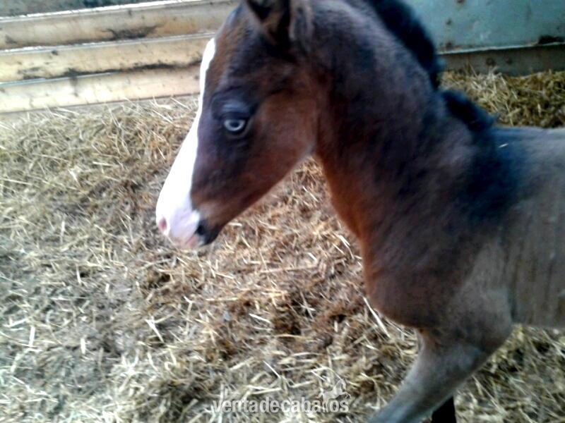 Semental Appaloosa ApHC  para cubriciones, tambien en venta. - Caballos Enteros in 
