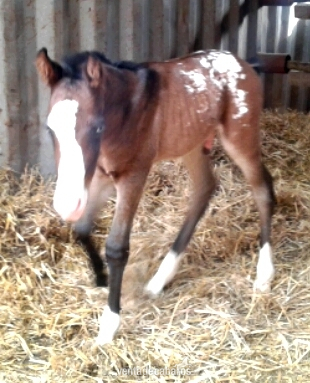 Semental Appaloosa ApHC  para cubriciones, tambien en venta. - Caballos Enteros