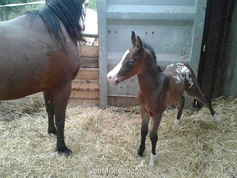 Semental Appaloosa ApHC  para cubriciones, tambien en venta. 