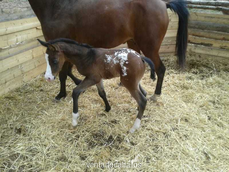 Caballos Enteros - Semental Appaloosa ApHC  para cubriciones, tambien en venta. in 