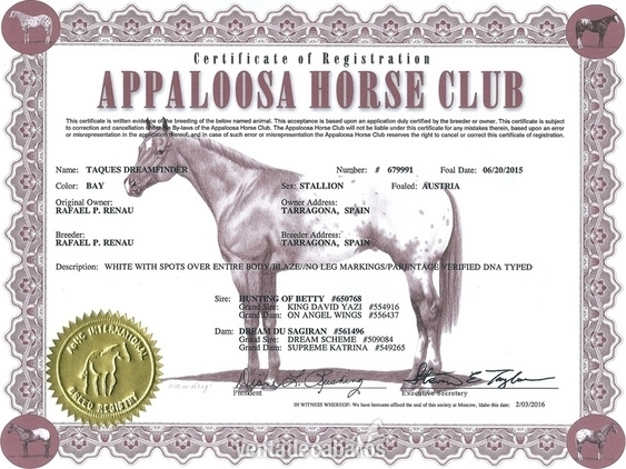 Appaloosa