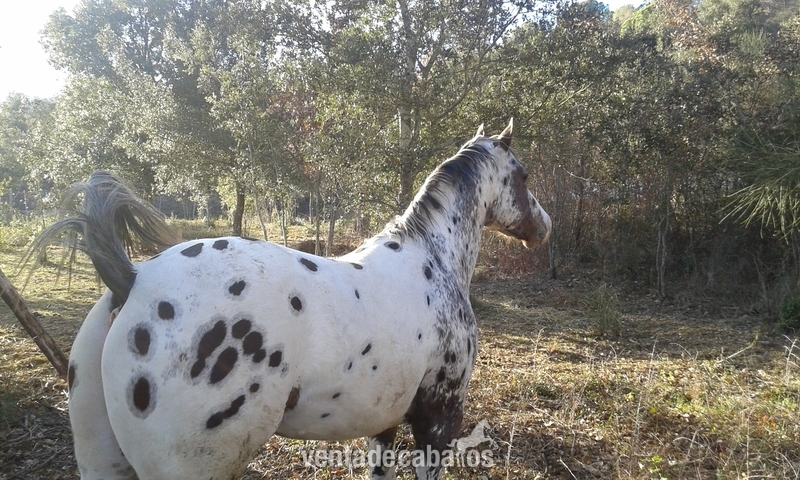 Appaloosa {TYPE}