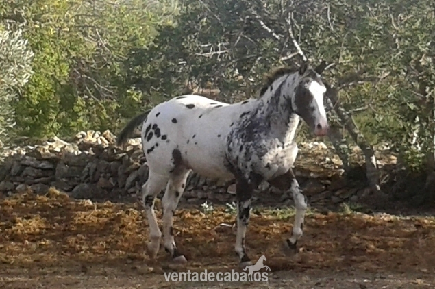 Semental Appaloosa ApHC  para cubriciones, tambien en venta. - Caballos Enteros Appaloosa