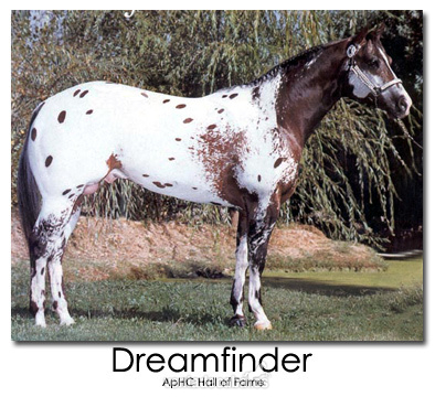Semental Appaloosa ApHC  para cubriciones, tambien en venta. - Caballos Enteros