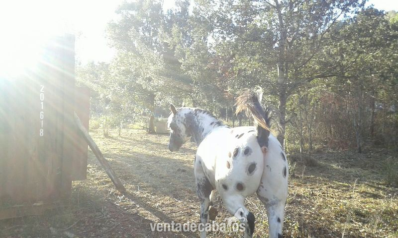 Semental Appaloosa ApHC  para cubriciones, tambien en venta.