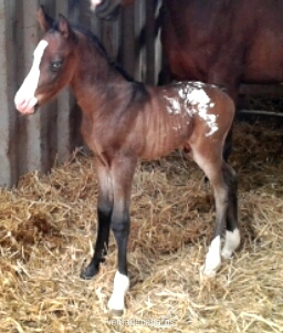  Semental Appaloosa ApHC  para cubriciones, tambien en venta.