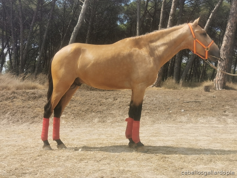 Caballos Pura Raza Española (P.R.E.) PRE - Potro pre bayo 