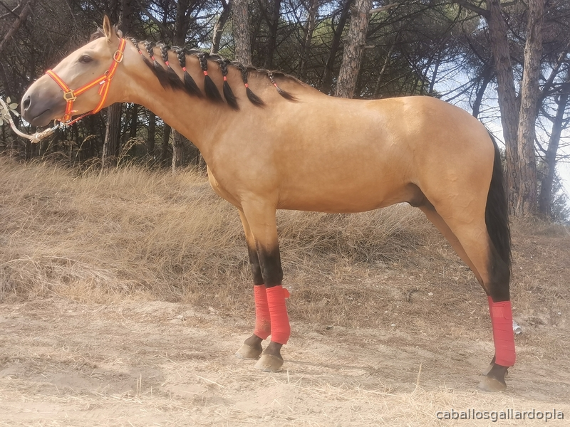 Potro pre bayo  - Caballos Pura Raza Española (P.R.E.) PRE