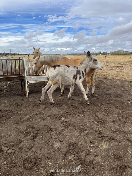Burro pio macho in 