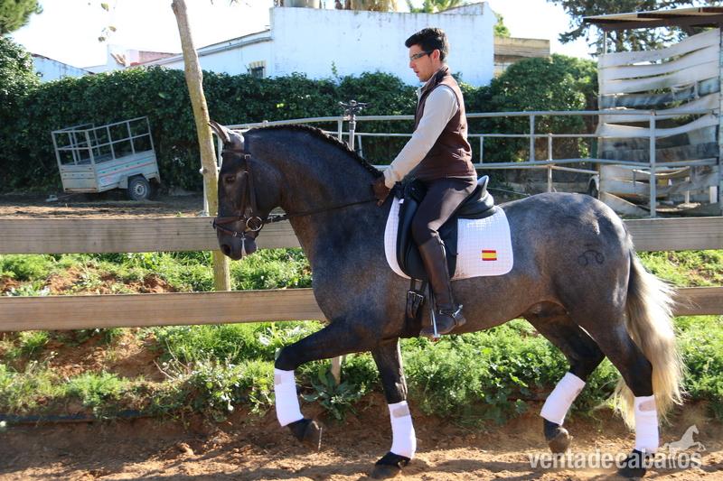 Caballos Pura Raza Española (P.R.E.) Pura Raza Española - kaiser de serrecin 