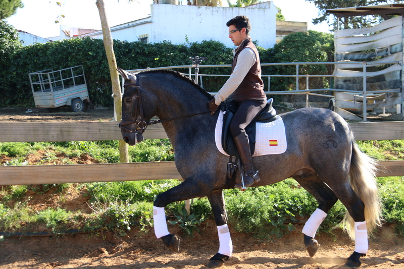 Caballos Pura Raza Española (P.R.E.) Pura Raza Española - kaiser de serrecin 