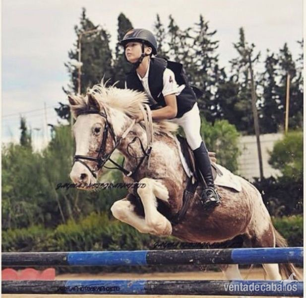 Venta de Ponis  in 