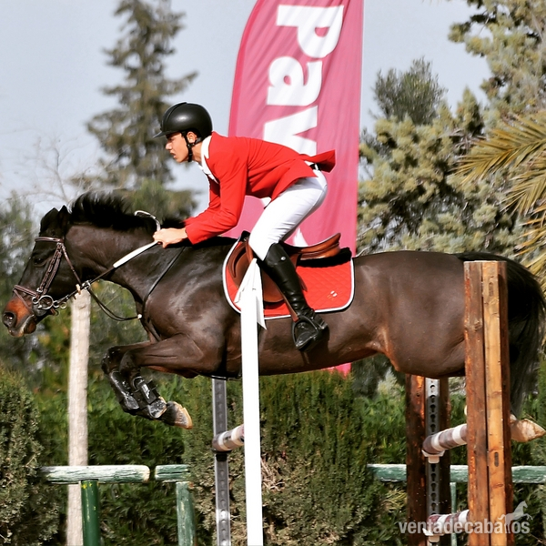Ponis Pony Club Salto - Venta de Ponis 