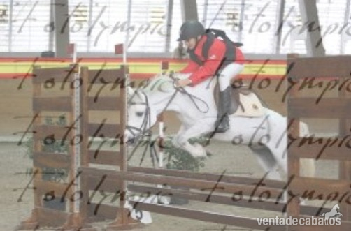 Venta de Ponis  - Ponis Pony Club Salto