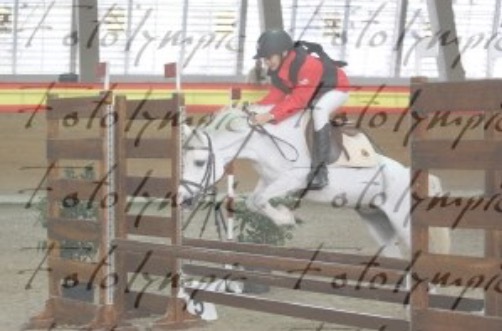 Venta de Ponis  - Ponis Pony Club Salto