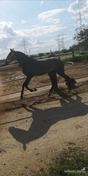 Caballos Pura Raza Española (P.R.E.) Pre - Potra orígenes bohorquez