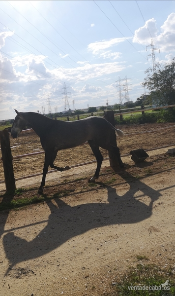 Potra orígenes bohorquez - Caballos Pura Raza Española (P.R.E.) Pre