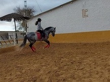 aceptar perro Clásico Venta de Empleo y Trabajo con caballos en Cataluña | Venta de Caballos