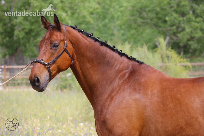caballo cde 11 años in 