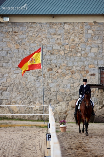 caballo cde 11 años - Caballos Capados in 