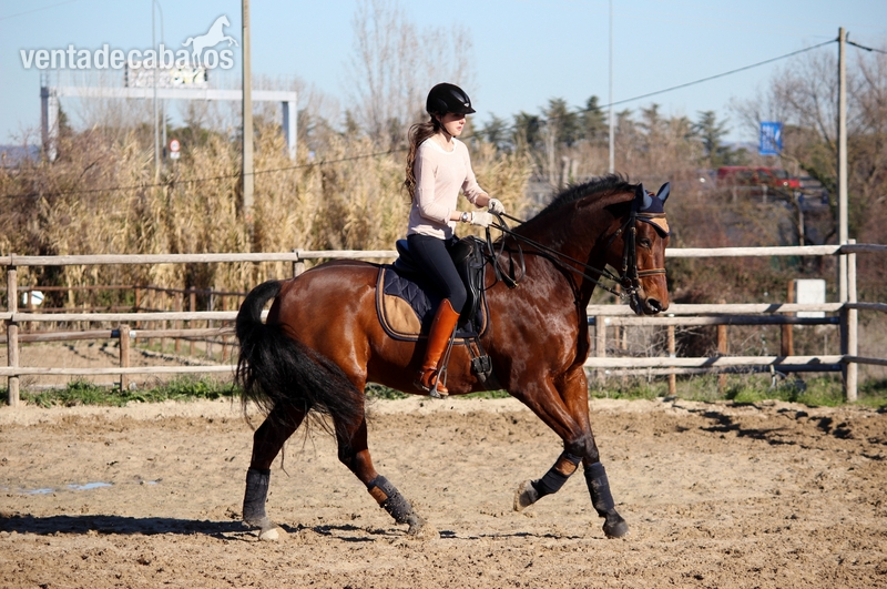 caballo cde 11 años - Caballos Capados