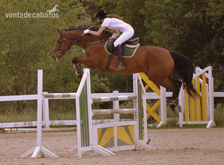 Caballo de Deporte Español (CDE)