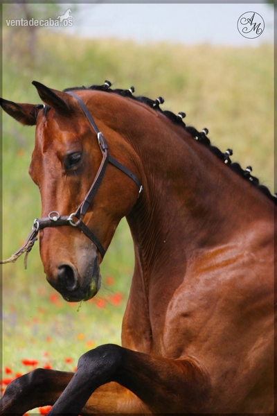 Caballo de Deporte Español (CDE) {TYPE}