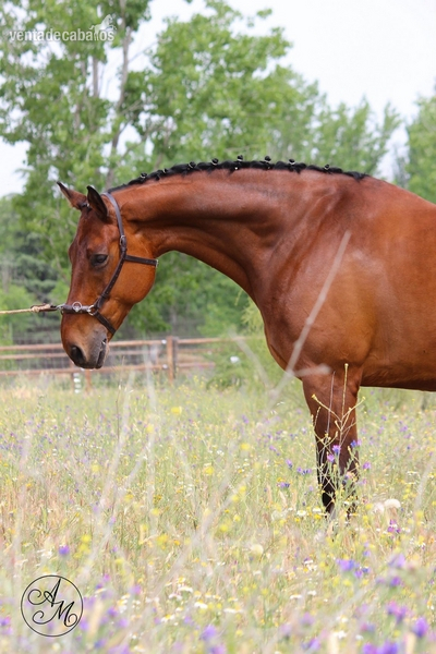 Caballos Capados Caballo de Deporte Español (CDE) - caballo cde 11 años