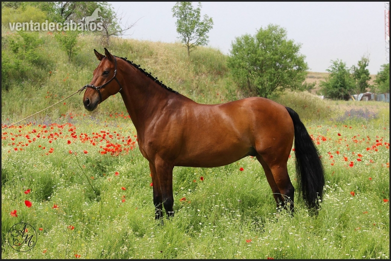 caballo cde 11 años - Caballos Capados Caballo de Deporte Español (CDE)