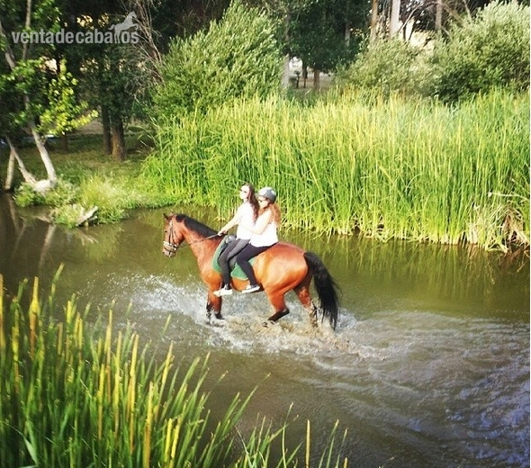 caballo cde 11 años - Caballo de Deporte Español (CDE)