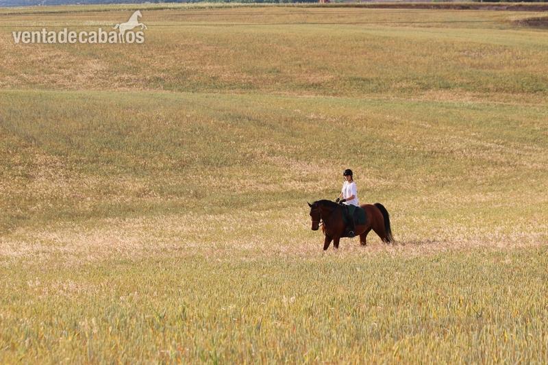 caballo cde 11 años - Caballos Capados