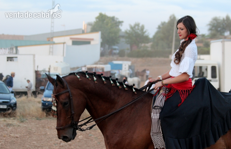 caballo cde 11 años