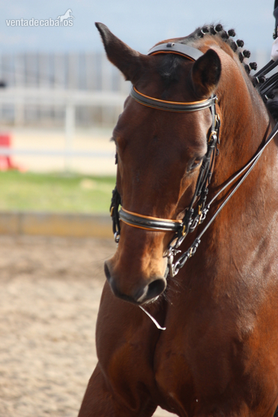  caballo cde 11 años