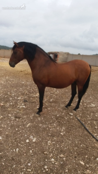 Noble Caballo P.R.E in 