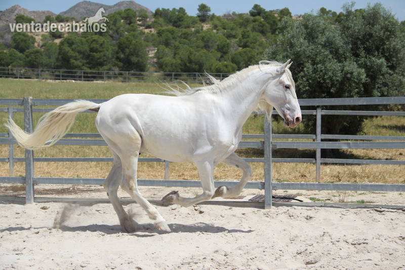 Caballos Pura Raza Española (P.R.E.) Pura Raza Española - SEMENTAL P.R.E. Estirpe Cartuajana