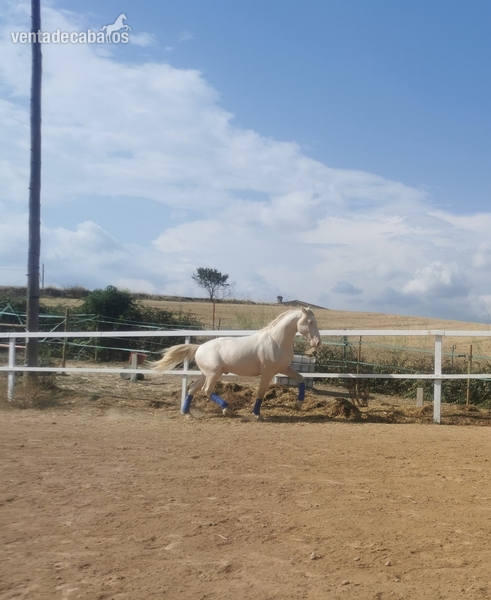 Potro pre albino in 