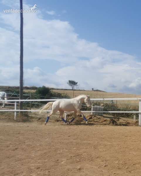 Caballos Pura Raza Española (P.R.E.) PRE - Potro pre albino