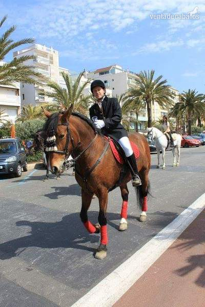 SE VENDE HISPANABRETONA  por 1.600€ negociable con montura,brida con el filete y protectores (Lloret de Mar) in 