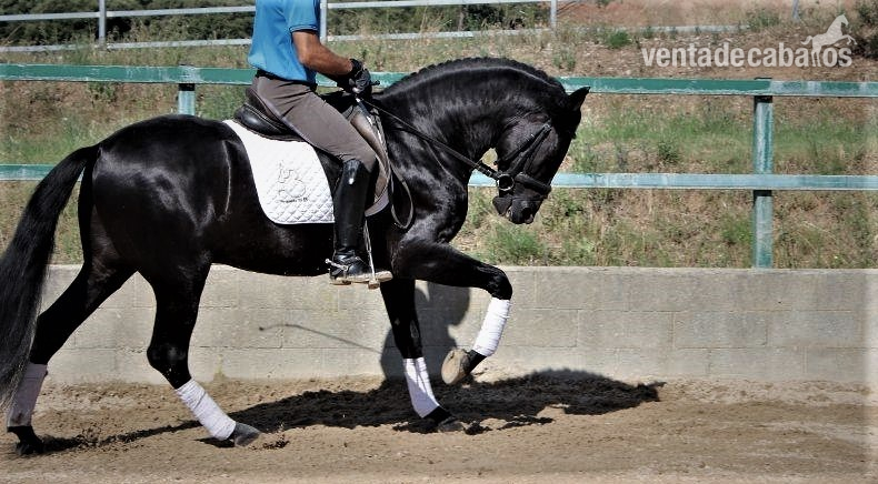 Vendo hermosa castrado andaluza in 