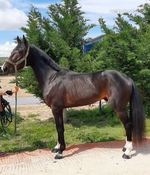 Se vende kwpn in 