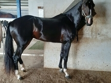Se vende kwpn