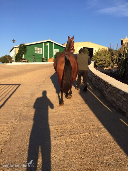 Caballos Pura Raza Española (P.R.E.) Pura Raza Española - venta yegua castaña pre