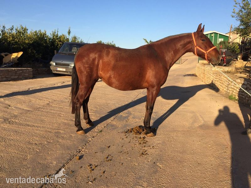 venta yegua castaña pre - Caballos Pura Raza Española (P.R.E.) Pura Raza Española