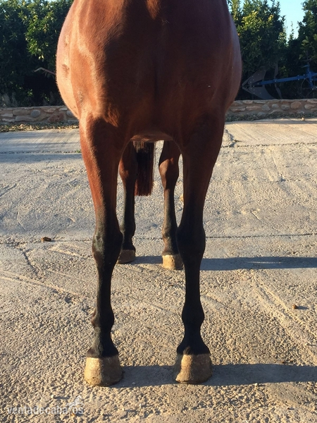 venta yegua castaña pre - Pura Raza Española