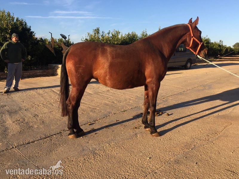 venta yegua castaña pre - Caballos Pura Raza Española (P.R.E.)
